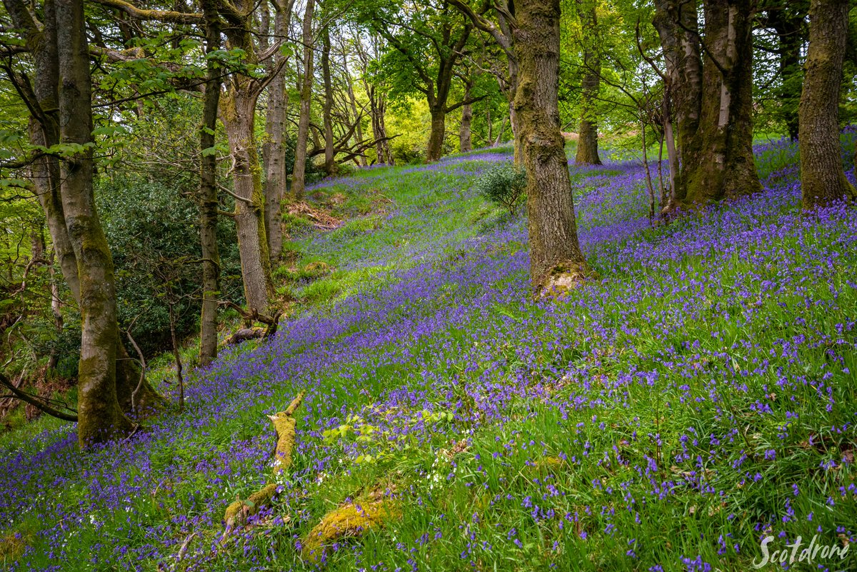scotdrone's tweet photo. Carron Glen at #Fankerton has a reputation for being one of the best places in #Scotland to visit at this time of year to enjoy #bluebells. The current display is once again absolutely beautiful π
#carronglen #denny #falkirk #visitfalkirk #visitscotland #nature https://t.co/sqOGQTq5yM