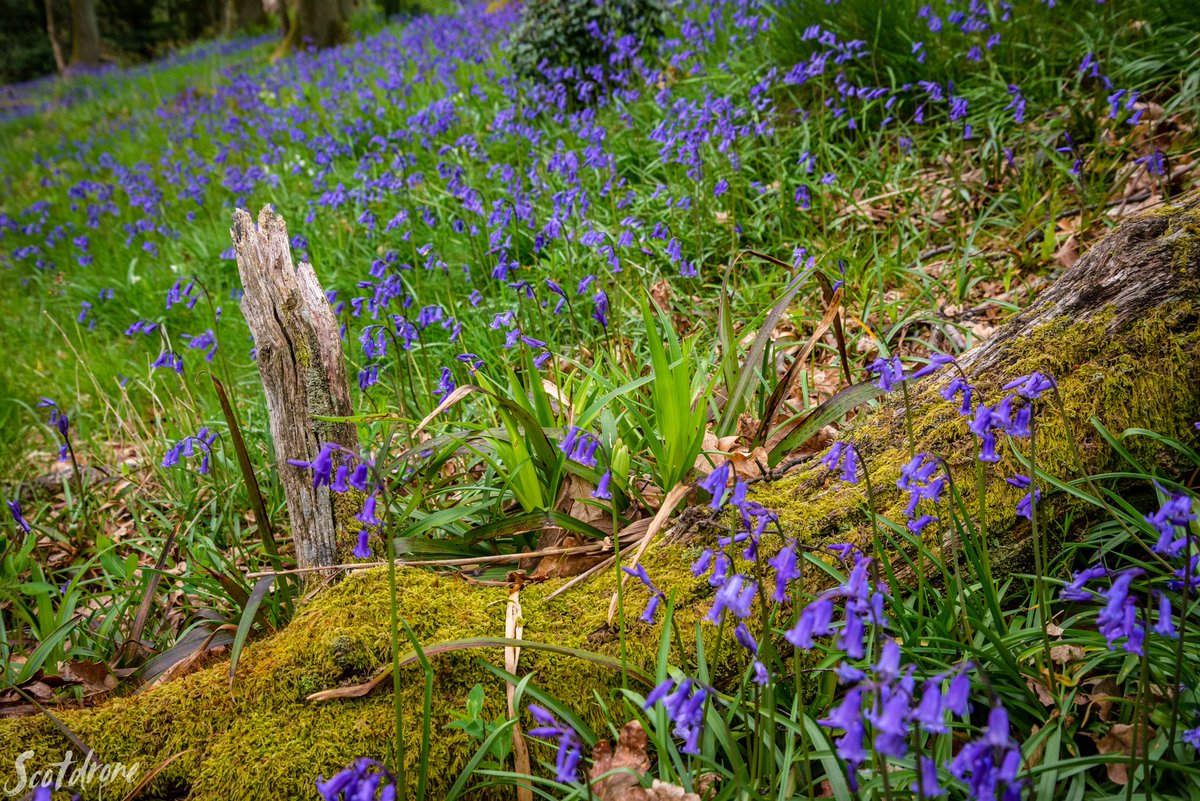 scotdrone's tweet photo. Carron Glen at #Fankerton has a reputation for being one of the best places in #Scotland to visit at this time of year to enjoy #bluebells. The current display is once again absolutely beautiful π
#carronglen #denny #falkirk #visitfalkirk #visitscotland #nature https://t.co/sqOGQTq5yM