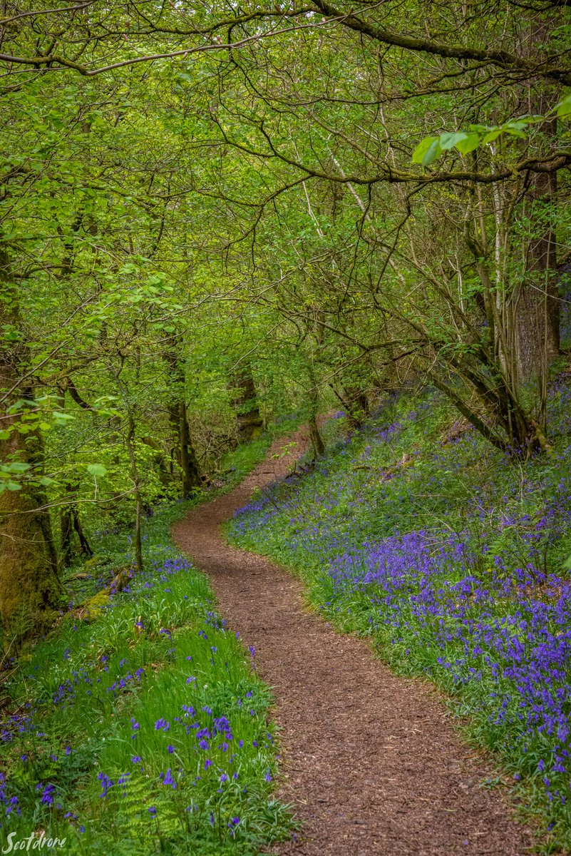 scotdrone's tweet photo. Carron Glen at #Fankerton has a reputation for being one of the best places in #Scotland to visit at this time of year to enjoy #bluebells. The current display is once again absolutely beautiful π
#carronglen #denny #falkirk #visitfalkirk #visitscotland #nature https://t.co/sqOGQTq5yM