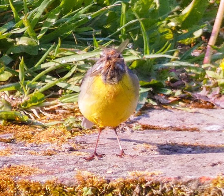 oxonbirdies's tweet photo. Bloody kids. Always hungry! #greywagtail #greywagtails #feeding #feedingchicks #mumlife #insects #watercress #cressbeds #watercressbeds #chicks #fledglings #babies #breedingbirds #breedingbird #mumslife https://t.co/ulhAUnv38y