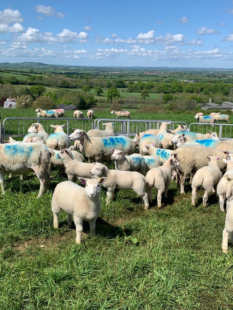 Belclares in for first weigh and vaccinations today. Really strong bunch of lambs great growth rates. #grassfed#greatviews <a href="/SheepIreland/">Sheep Ireland 🌟🌟🌟🌟🌟</a>