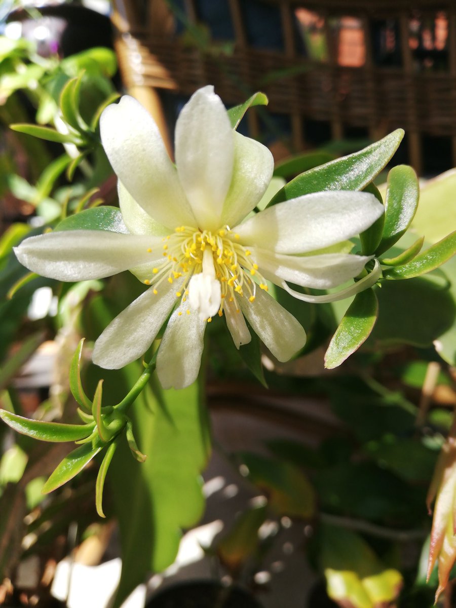 Pereskia_Cactus's tweet photo. Waiting is over #pereskia #aculeata https://t.co/1a49kCjhMD