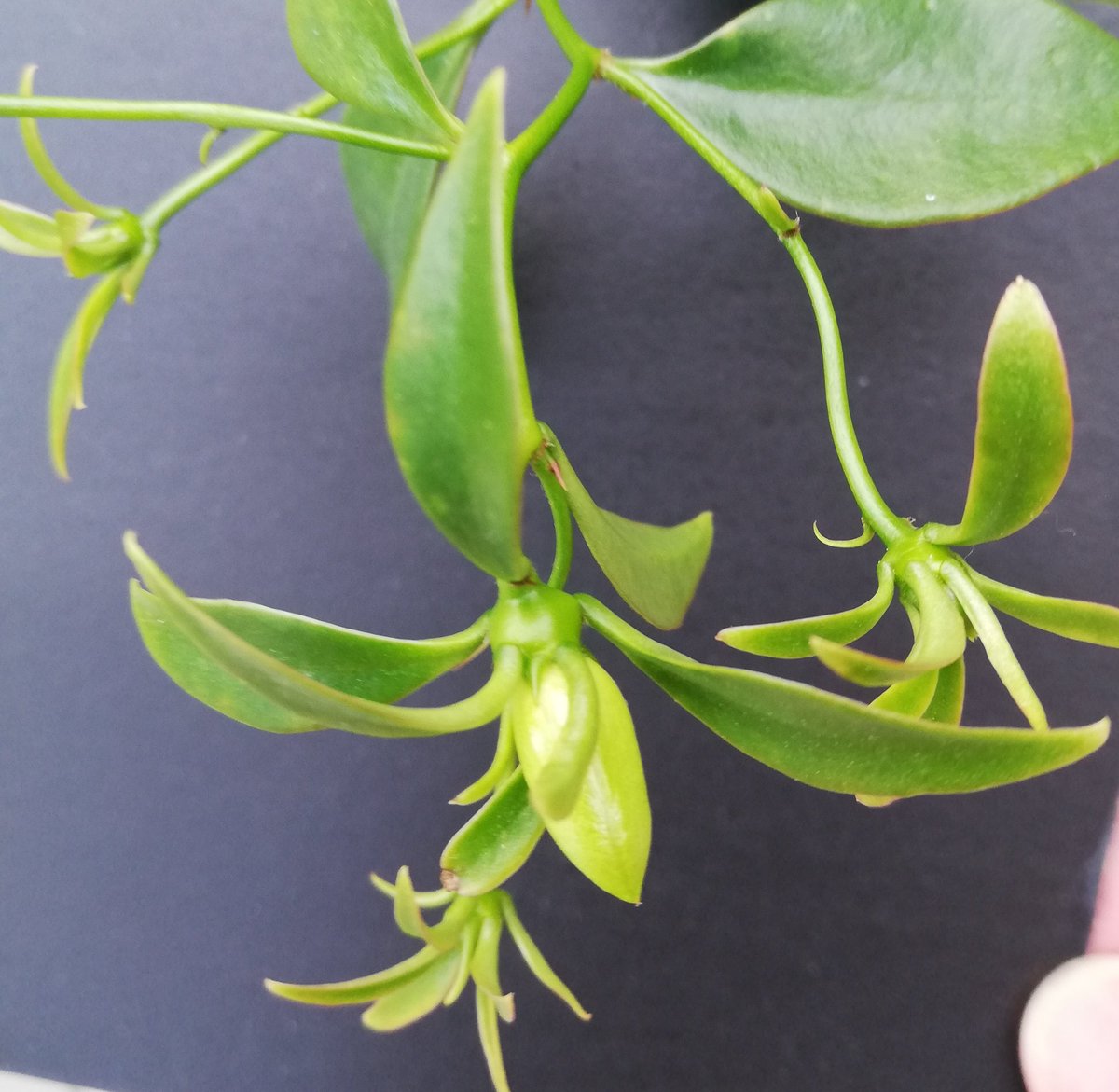 Pereskia_Cactus's tweet photo. Waiting is over #pereskia #aculeata https://t.co/1a49kCjhMD