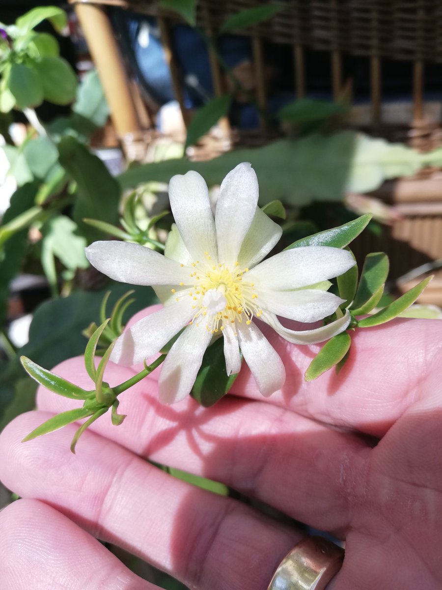 Pereskia_Cactus's tweet photo. Waiting is over #pereskia #aculeata https://t.co/1a49kCjhMD