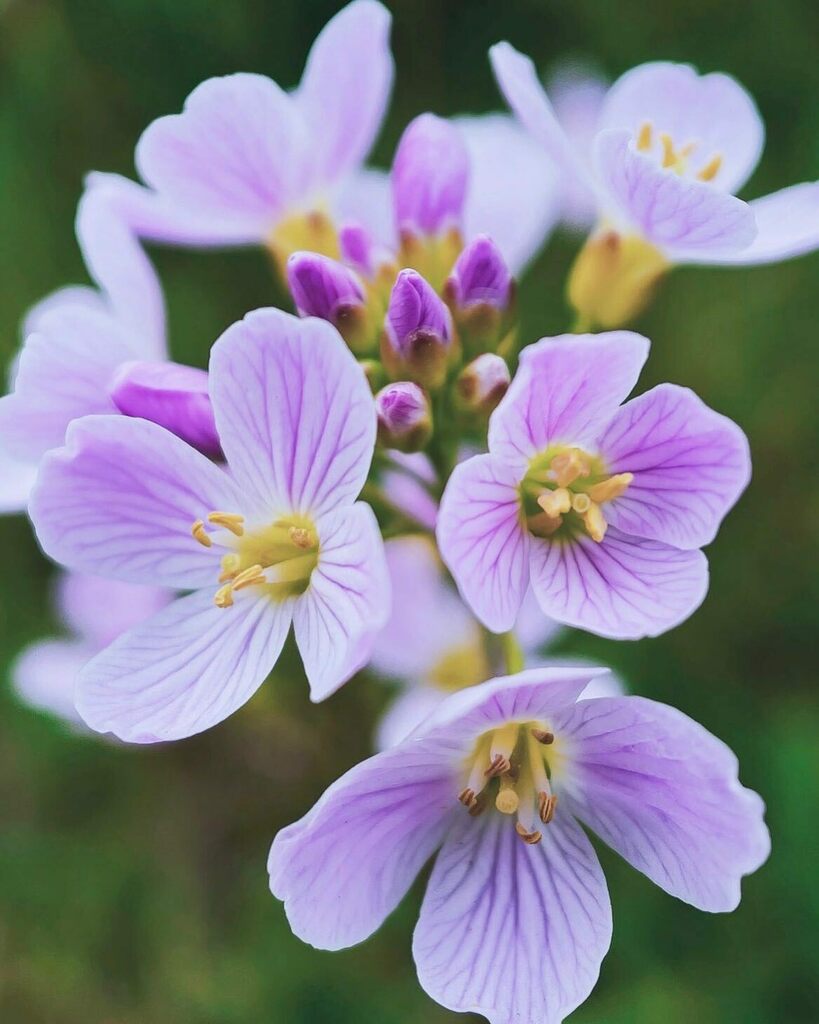 paulyd's tweet photo. Cuckoo Flower #shotoniphone https://t.co/JWfHT3wXl3 https://t.co/7xXr8lI4oL
