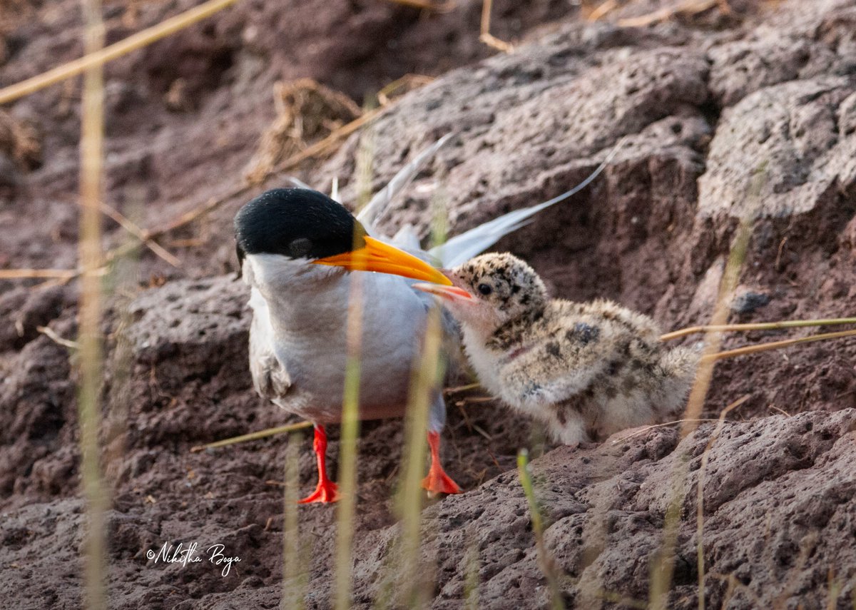 “The memory game “

#Terns breeds in colonies in less accessible areas such as sandbanks in rivers.Studies have shown that they can find their eggs among so many nests , even if they have been buried and no evidence of the nest remains, such is the love of a mother💕
#MothersDay