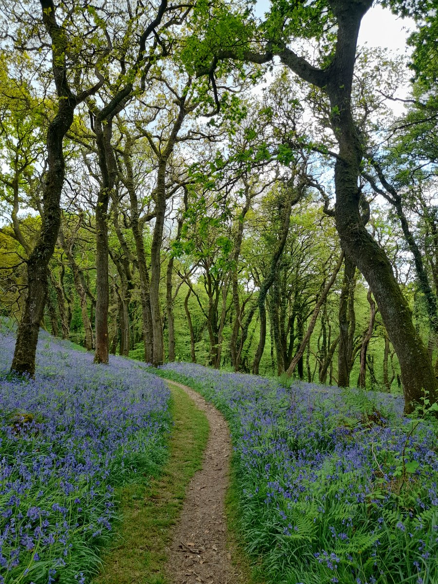 MeavySchool's tweet photo. What a beautiful part of the world our lovely village school is in. Surrounded by nature in all its glory. Certainly good for the soul #Dartmoor #Meavy #ruralschools #smallschoolbigfuture #outdoorlearning https://t.co/zNpujz4irB