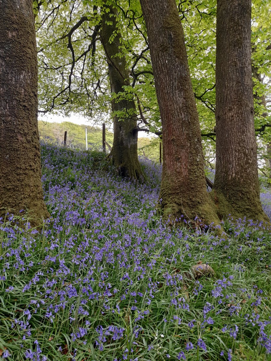 MeavySchool's tweet photo. What a beautiful part of the world our lovely village school is in. Surrounded by nature in all its glory. Certainly good for the soul #Dartmoor #Meavy #ruralschools #smallschoolbigfuture #outdoorlearning https://t.co/zNpujz4irB