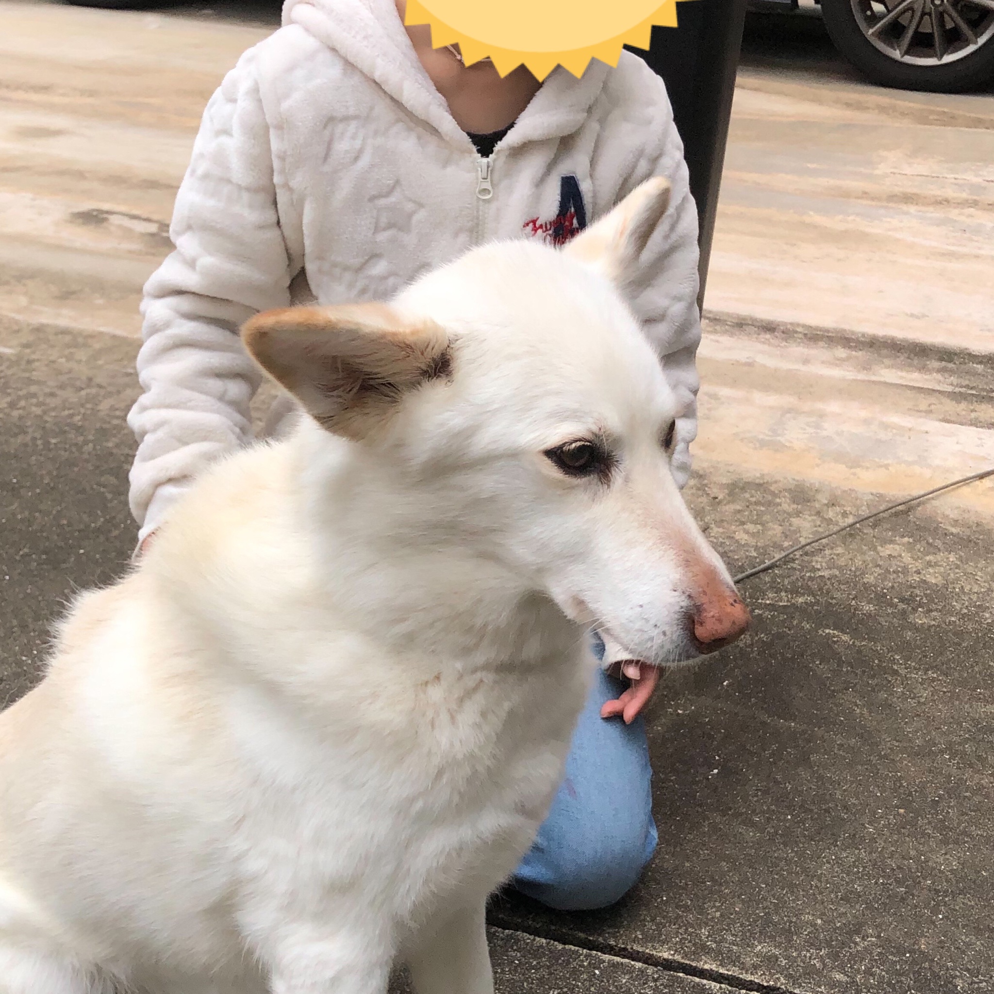 雑種犬 あい ご近所の子とあいの散歩してたら純血犬を抱っこしてたご婦人にそれ雑種 て聞かれてはいと言うと あかさらまに避けられた 無視しようとしたら可愛いでしょ 犬はみんな可愛いけど特にあいちゃんは可愛いと近所の子が言った 誇らしかったよ