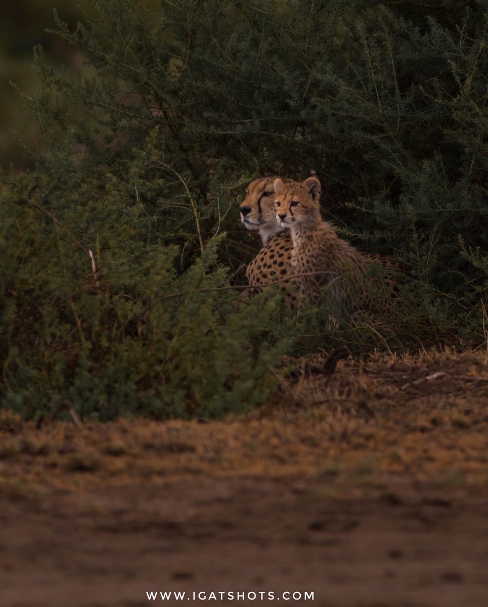 Gateru's tweet photo. Happy Mother’s Day, mother cheetah with a cub in Amboseli #HappyMothersDay2022 #MothersDay #motherhood #igatshots https://t.co/Jf0H5wYTbu