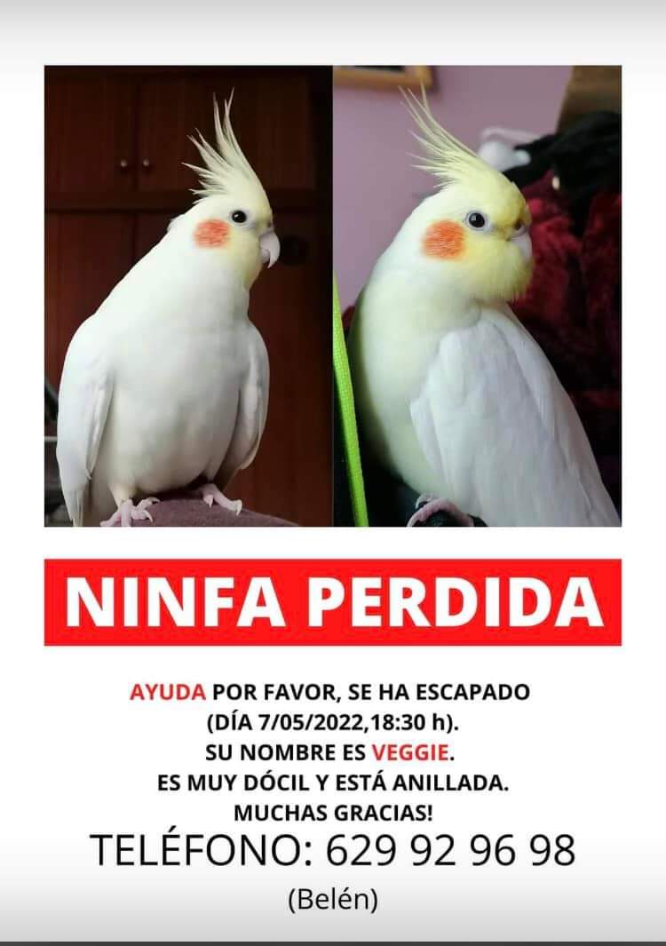 iris_sb's tweet photo. Gracias a tod@s por compartir 🤍💔

@SoydeZaragoza @enjoyzaragoza
@AragonNoticias_ @aragontv
@ZGZmiciudad
#Ninfa #Zaragoza #Miralbueno #SeBusca https://t.co/91tzOkrGKx