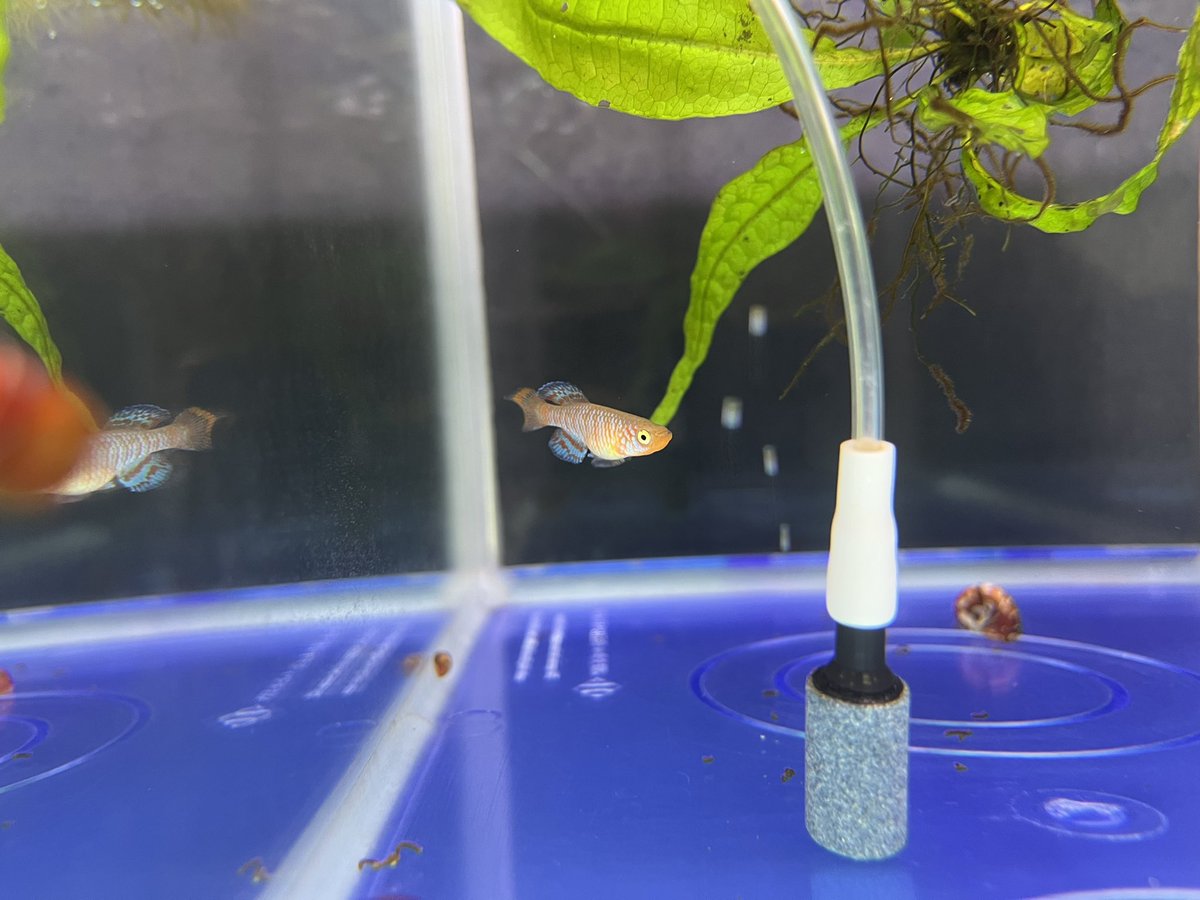 AdamasFormosus's tweet photo. 【Nothobranchius  rachovii Beira 98】

ラコビーの稚魚、日に日に色がついてくるなー！

#Nothobranchius     #rachovii
#ノソブランキウス　#ラコビー
#卵生メダカ　　　　#killifish
#アクアリウム　　　#熱帯魚 https://t.co/SyxSxFbUCb
