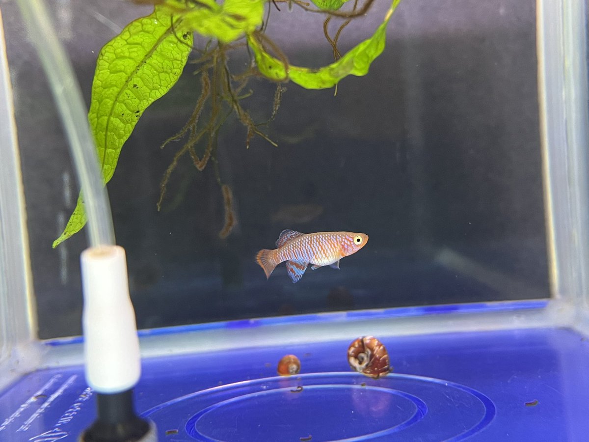 AdamasFormosus's tweet photo. 【Nothobranchius  rachovii Beira 98】

ラコビーの稚魚、日に日に色がついてくるなー！

#Nothobranchius     #rachovii
#ノソブランキウス　#ラコビー
#卵生メダカ　　　　#killifish
#アクアリウム　　　#熱帯魚 https://t.co/SyxSxFbUCb