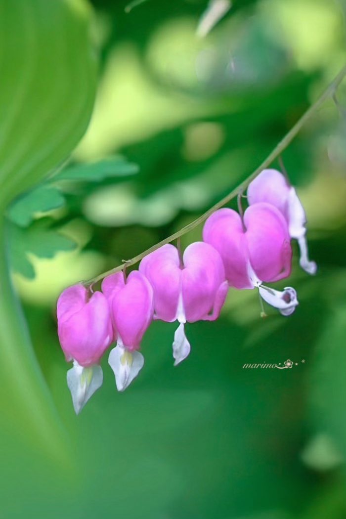 daiちゃん🌸🍀⁎⋆ ✧¨̮見つけて頂き(𖡼´◡`𖡼) ᵃʳⁱᵍᵃᵗᵒ🍀🌸 tweet media