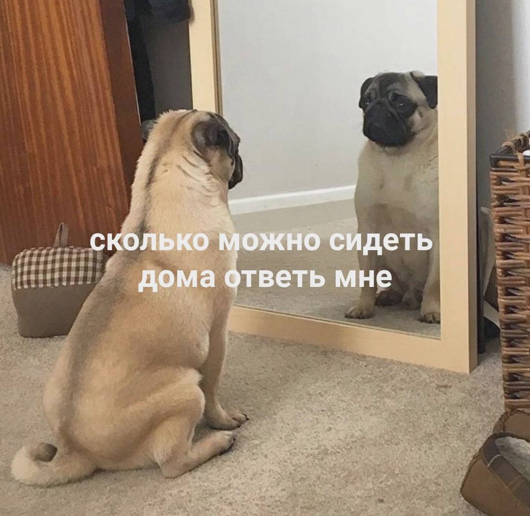 RussianMemesLtd's tweet photo. how long can you stay at home answer me https://t.co/6ywlNSibji