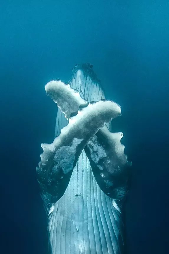 🐋 Dans les eaux du Pacifique sud, le photographe australien David Edgar est parvenu à photographier une baleine à bosse. Elle s’amusait à se rouler dans les courants près d’un petit bateau qui permet de mieux se rendre compte de la taille de ce mammifère ! 💙