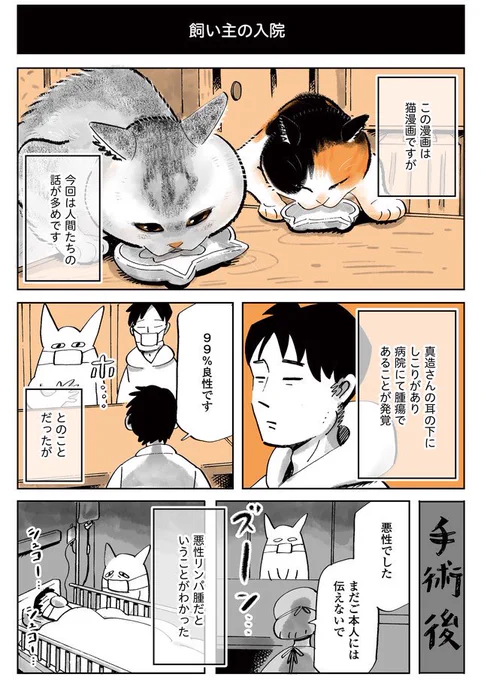 🐟猫漫画更新されました🐟

真造さんが入院し私が猫シッターしていた時のお話です!
前編後編の前編。

続き👇

飼い主の入院。それでも猫たちは…?/うちの猫は仲が悪い⑭ | ダ・ヴィンチWeb https://t.co/fa1kZUBnEj 