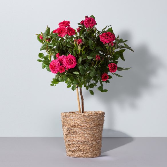 Dave_0005's tweet photo. @levins0hn @BrudiVoeller Die Rosengrüße, hoffentlich bald so 😄 https://t.co/trlvuahS4F