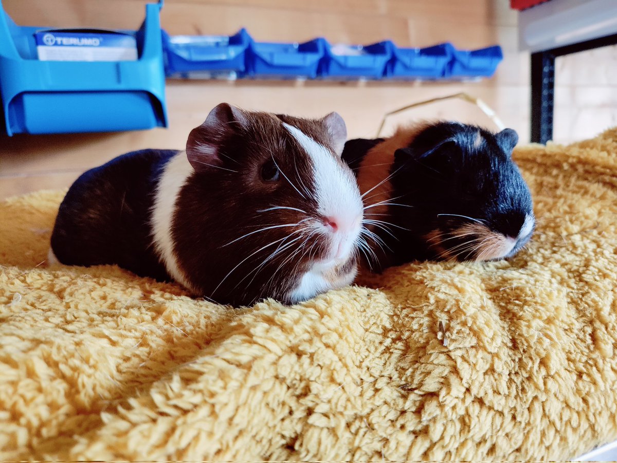 MaisonDesChons's tweet photo. Decibelle et Zigzag viennent de prendre leur envol dans leur toute nouvelle famille ! Bonne route les filles, vous allez être super bien ! https://t.co/R8qAvB23XN