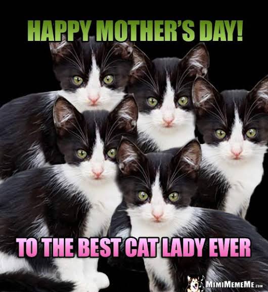 Happy Mothers days to all Cat Mama and Cat Dad ❤️ 💕 
#CatMom #catdad #MothersDay #MothersDaywishes #cats #CatsOfTwitter