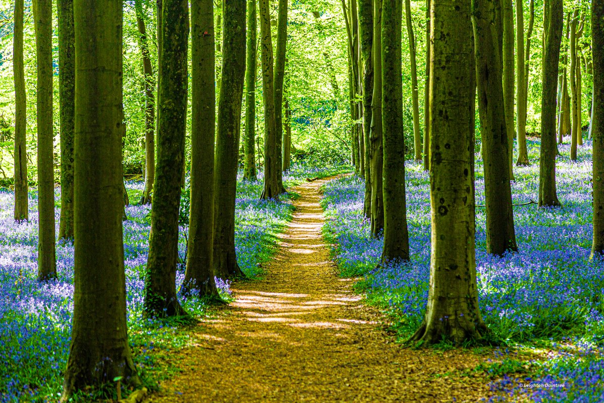 daintree75's tweet photo. Bluebells 
#Bluebells
#Bluebell 
#woodland 
#WOODS 
#Flowers 
#Tree 
#trees https://t.co/41haVRBgFf