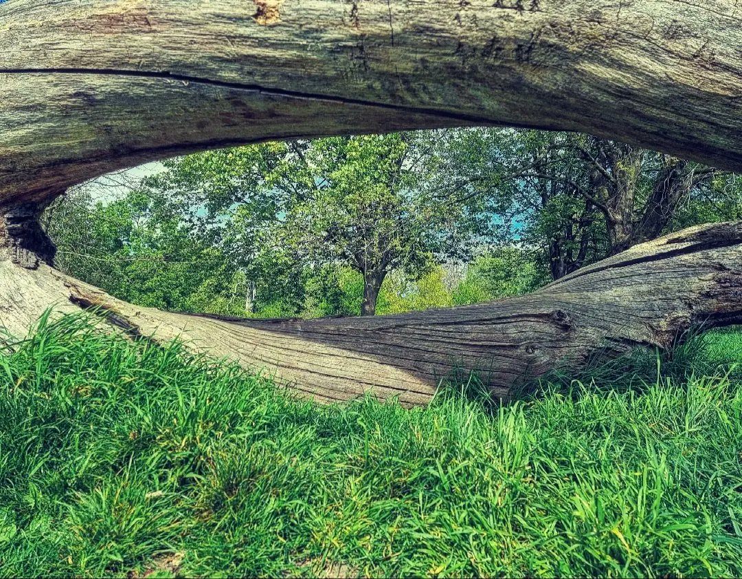 ie_create's tweet photo. ji Photography #natureseye #NaturePhotography #PhotographyIsArt #Photography #trees https://t.co/i4hc49nzsR