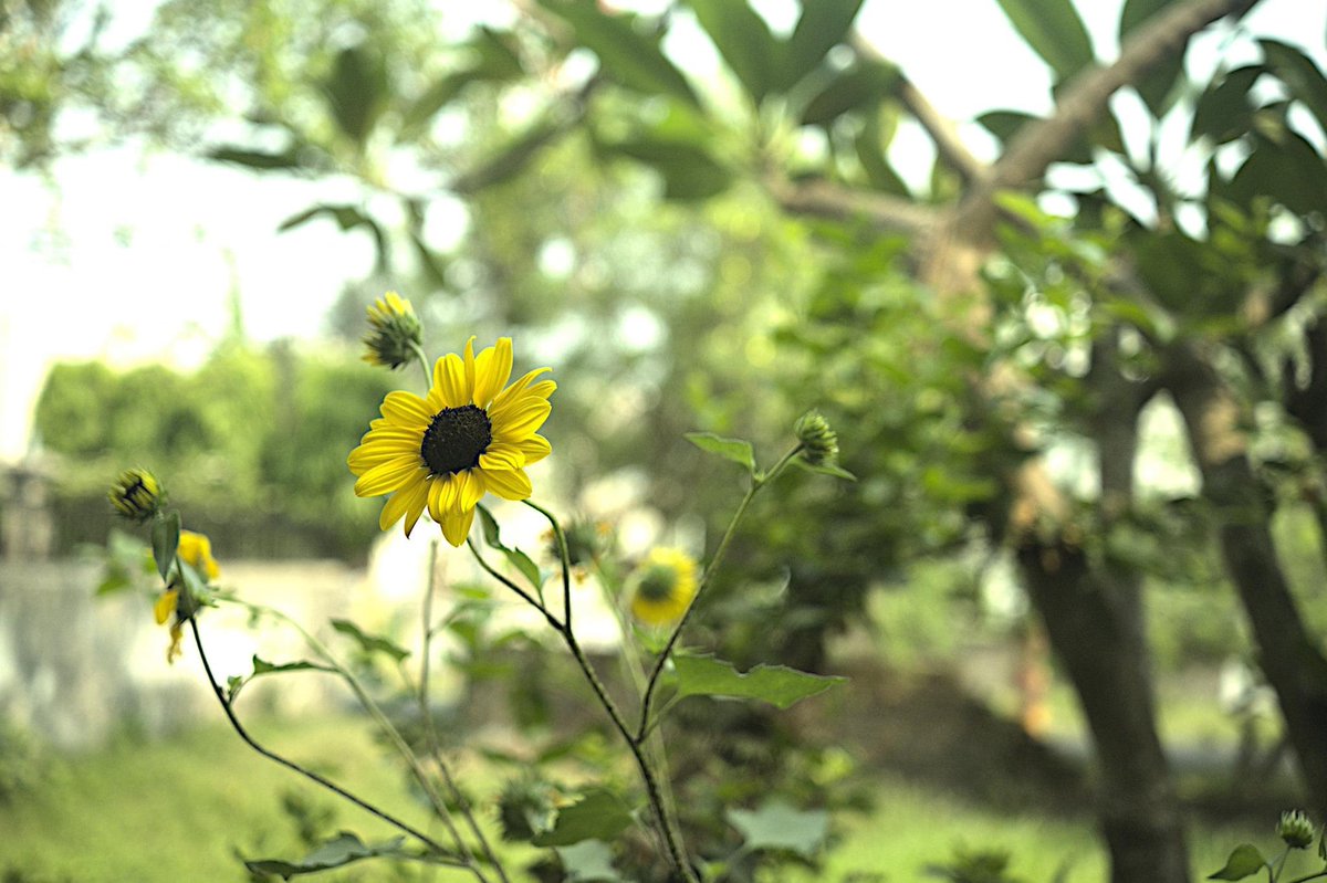 sankha0roy's tweet photo. From our garden in #Kolkata #India #floralphotography #photography https://t.co/1RN3CNZdrK