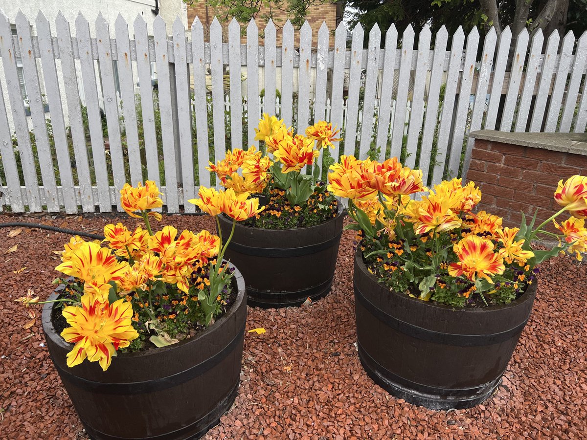 NBinBloom's tweet photo. Monsella tulips are as spectacular as ever - this year at NB station⁦@ScotRail⁩ #Northberwick station. Supported by #eastlothian #communityrailpartnership #ourbloom KSBScotland https://t.co/UmJcfUA34n