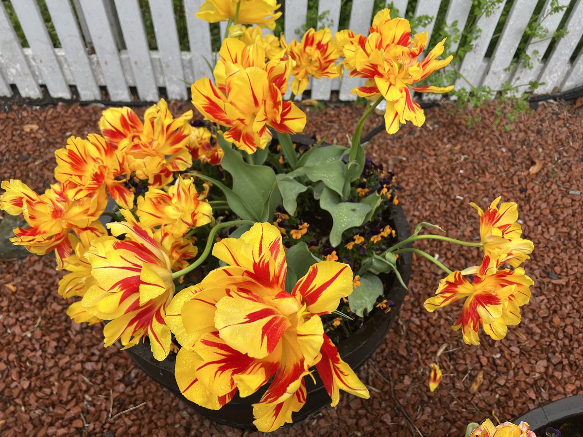 NBinBloom's tweet photo. Monsella tulips are as spectacular as ever - this year at NB station⁦@ScotRail⁩ #Northberwick station. Supported by #eastlothian #communityrailpartnership #ourbloom KSBScotland https://t.co/UmJcfUA34n