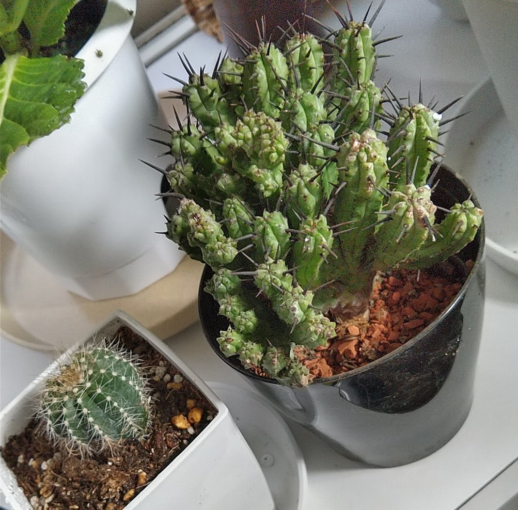 レコア ロンド Twitter Search Twitter