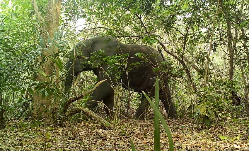 PanVerusProject's tweet photo. The team has been doing an amazing job monitoring #SierraLeone’s forest elephants!

Did you know Sierra Leone is home to wild elephants? That’s why conserving the remaining forests are so important!

Thank you @DallasZoo for funding this important work! 

#SaloneTwitter https://t.co/396IFxBNkq