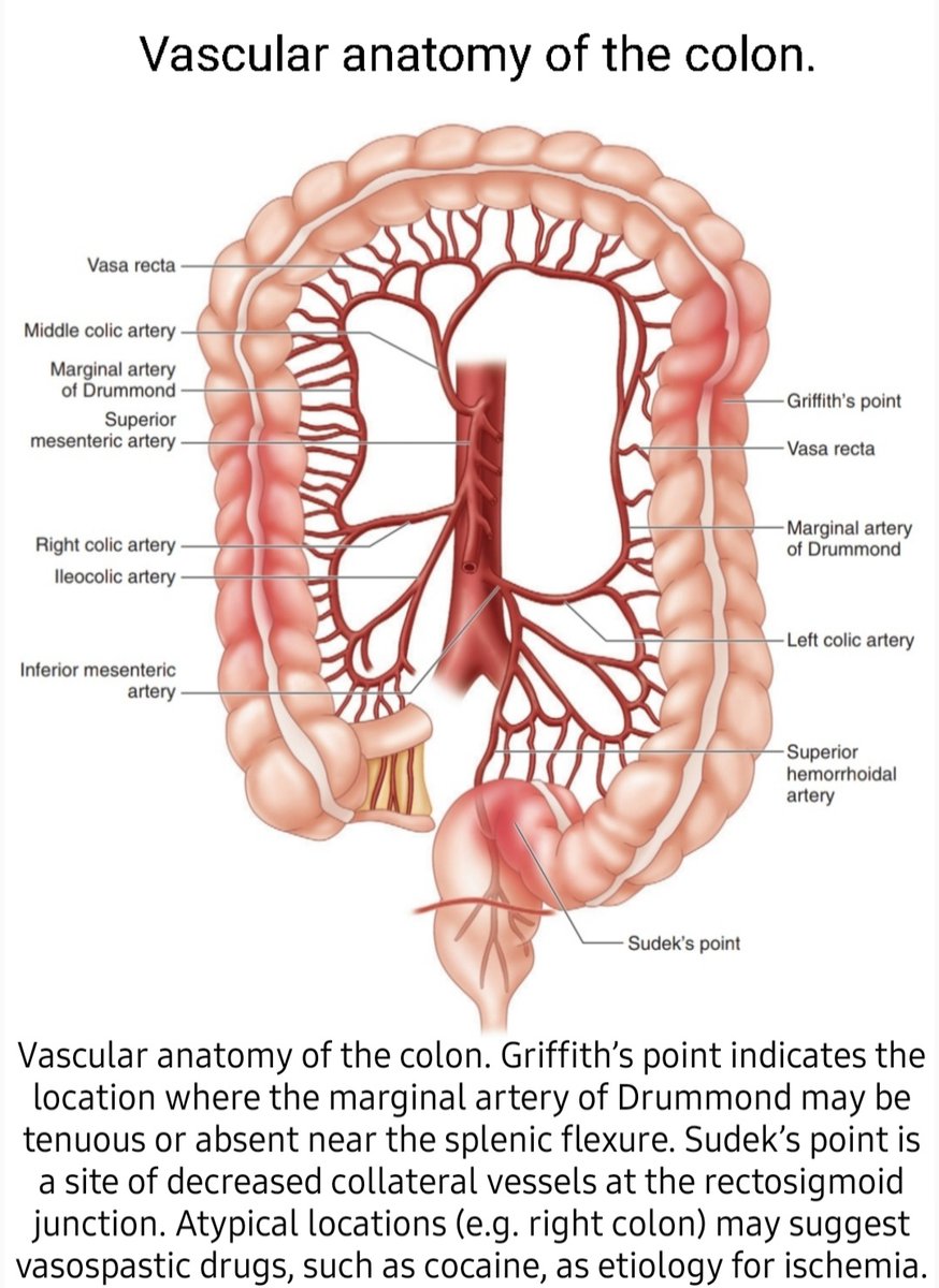 Colon Vascular Anatomy Superior Mesenteric Artery Anatomy : Animated