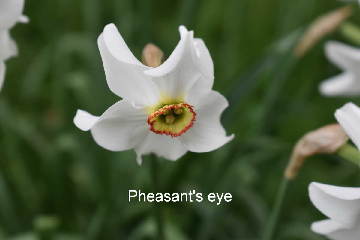 Another way to identify varieties of daffodils is to look at when they flower.

Pheasant's eye (narcissus poeticus var. recurvus) is a lovely daffodil and is very common at this time of year. It is a wild variant, and is a couple of centuries old at least.

#NationalGardeningWeek