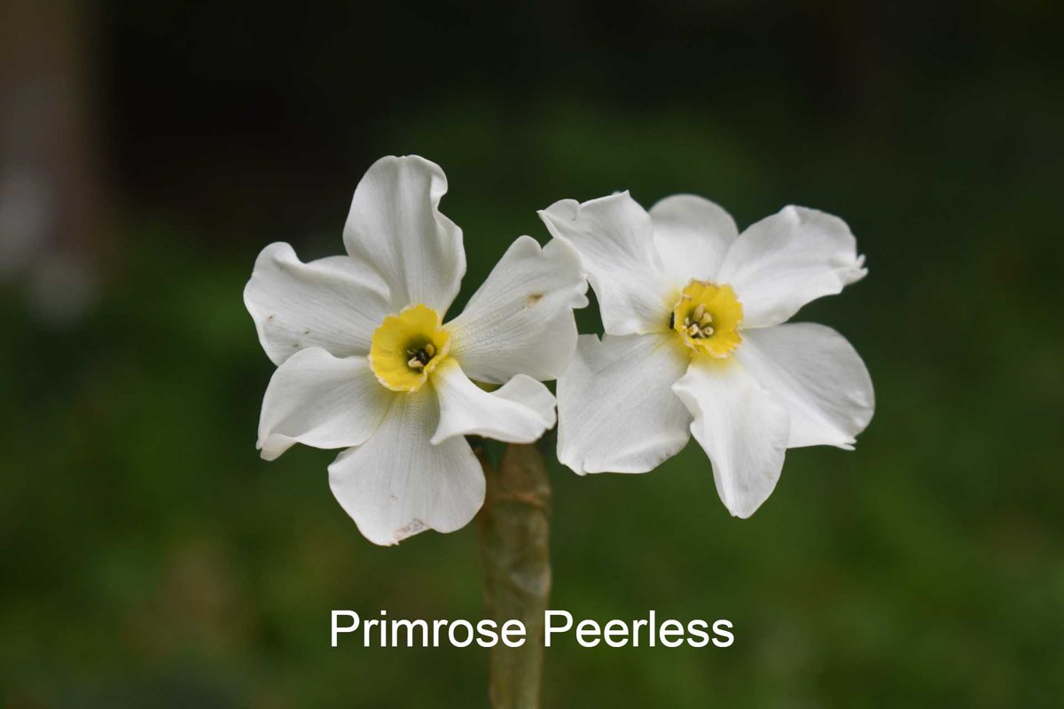 The Primrose Peerless (narcissus x medioluteus) often grows with two flowers on one stem. The first mention of this variety has been found in literature from the sixteenth century! It is another wild variety and is also currently in flower in the garden!
#NationalGardeningWeek