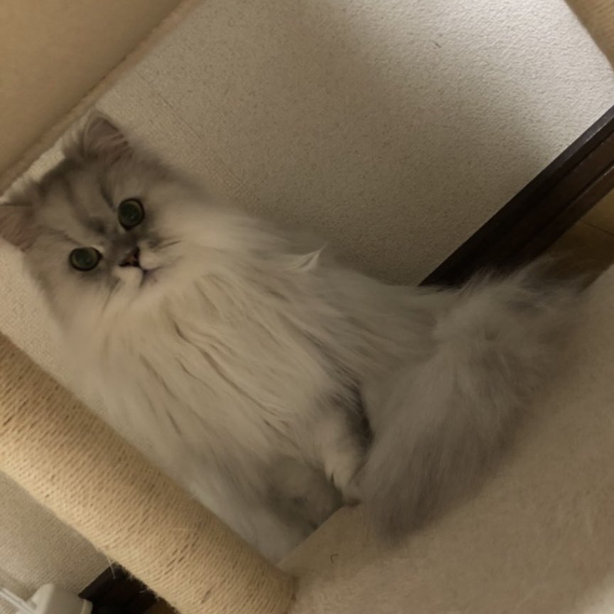 Anmona0803's tweet photo. 今日も癒やしです🐈🤍 https://t.co/QBGyzg5PWs