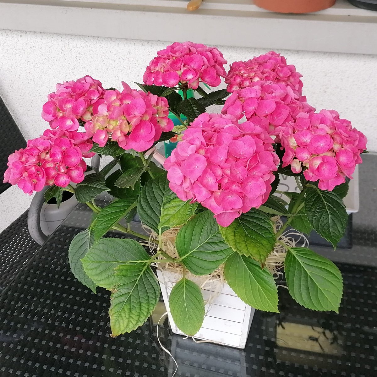 StrawDeddy's tweet photo. Happy Mothers Day - I love Hydrogeas🤩🌸 Thanks my Dear
#mothersday #hydrogea https://t.co/M3pfEEX5G2