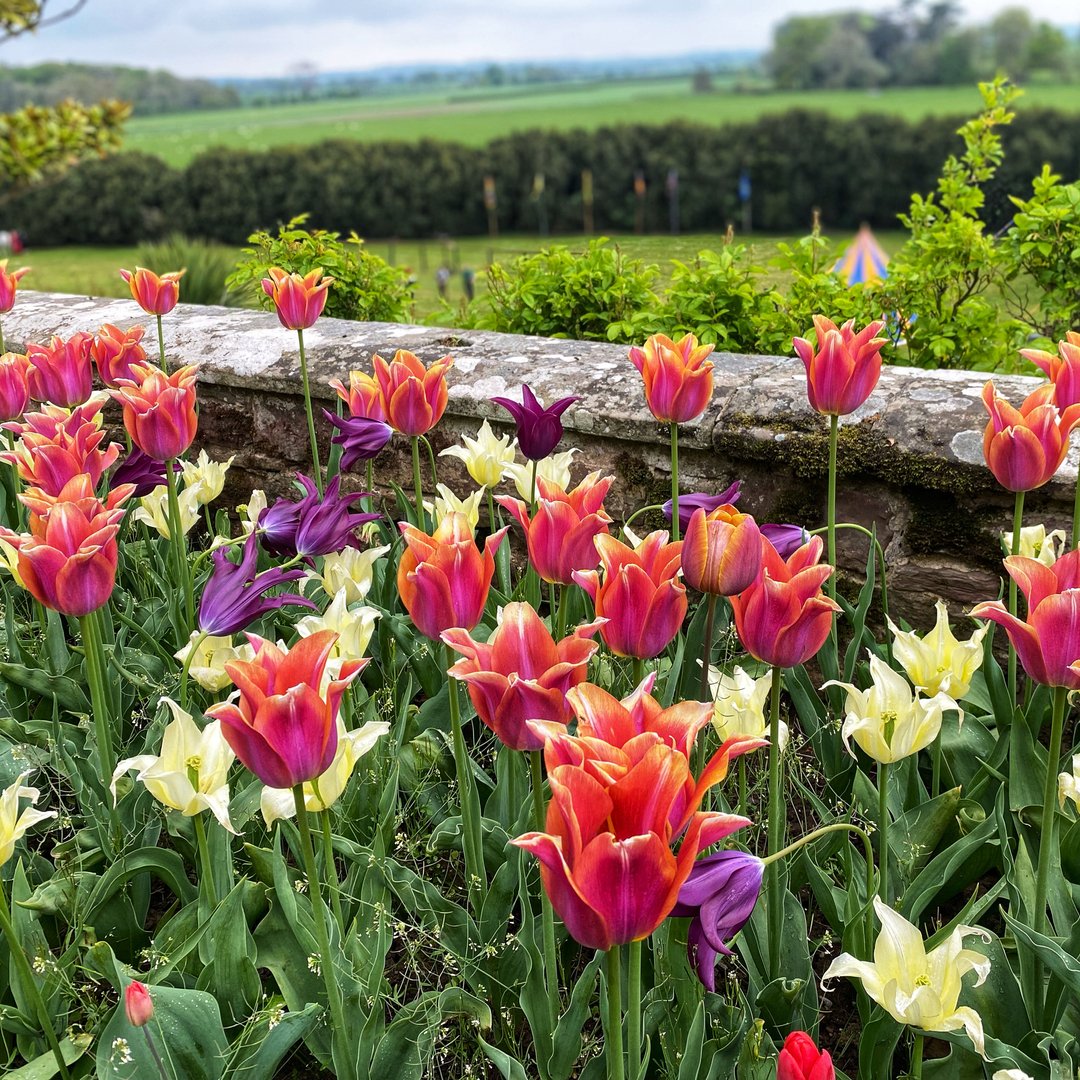 berkeleycastle's tweet photo. Our stunning display of tulips creates a wonderful splash of colour on our garden terraces at this time of year.
#berkeleycastle #dayout #makingmemories #staysafe #staycation #medievalcastle #ukcastle #familyfun #historyisfun #the_cotswolds #visitbristol #visitengland #visitglo https://t.co/KbRzl1M7F2