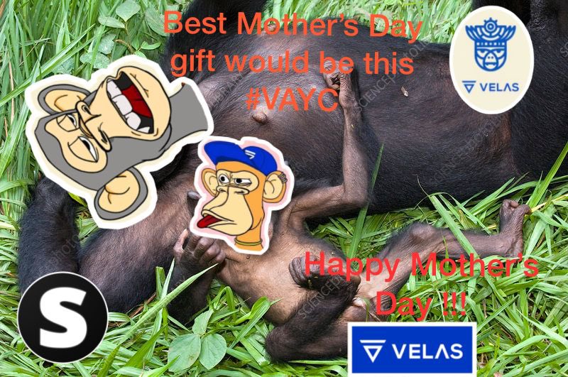 MarkosSonia90's tweet photo. @sparkiesio @VelasApeClub @VelasBlockchain @HuebraDavid @gregholt71 @RomanMayon 

Sarebbe un regalo stupendo per il giorno della festa della mamma, un piccolo #VAYC che faccia parte della famiglia!!! 🦍🐒👩🏽

Ps: sono l’unica in casa a non averlo ancora😛🙃 I’m the only one at home that still without one @VelasApeClub  yet https://t.co/RDdF4NxZ3l