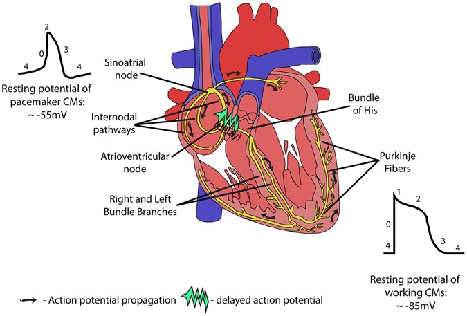 CLEARdrugpolicy's tweet photo. STUDY. #THC improves metabolic activity, decreases cell damage and restores heart function, may serve as a cardioprotective agent. Totally contradicts a study published last week reminding us that science is a balance of evidence #cannabis #EndOurPain https://t.co/jpT2B30dmd https://t.co/QSdE0mLyWw