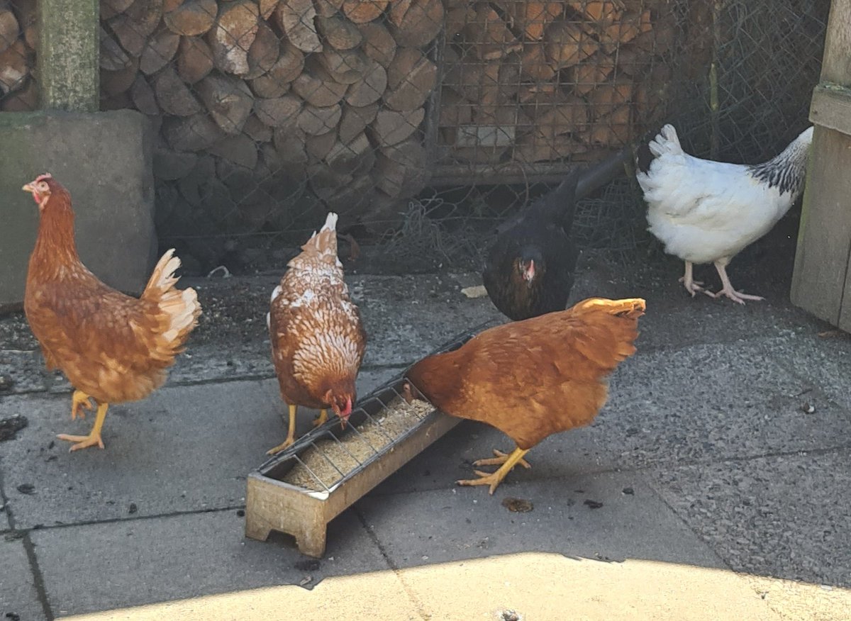 thoughtfuldude1's tweet photo. Ihre neuen Untertanen. 🐔
#HensOfTwitter 🤓 https://t.co/5FXbqRXlla