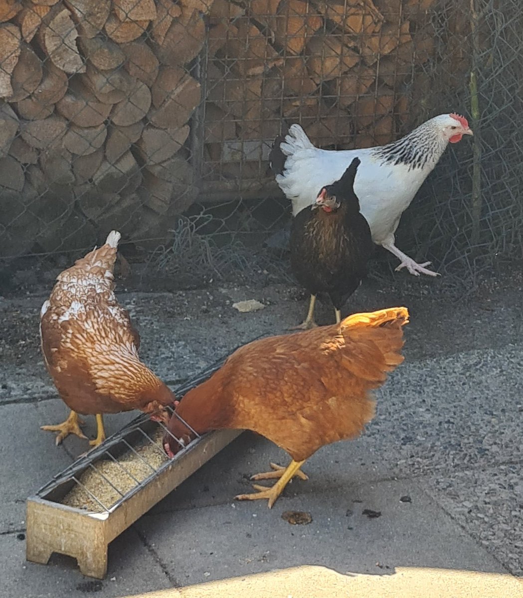 thoughtfuldude1's tweet photo. Ihre neuen Untertanen. 🐔
#HensOfTwitter 🤓 https://t.co/5FXbqRXlla
