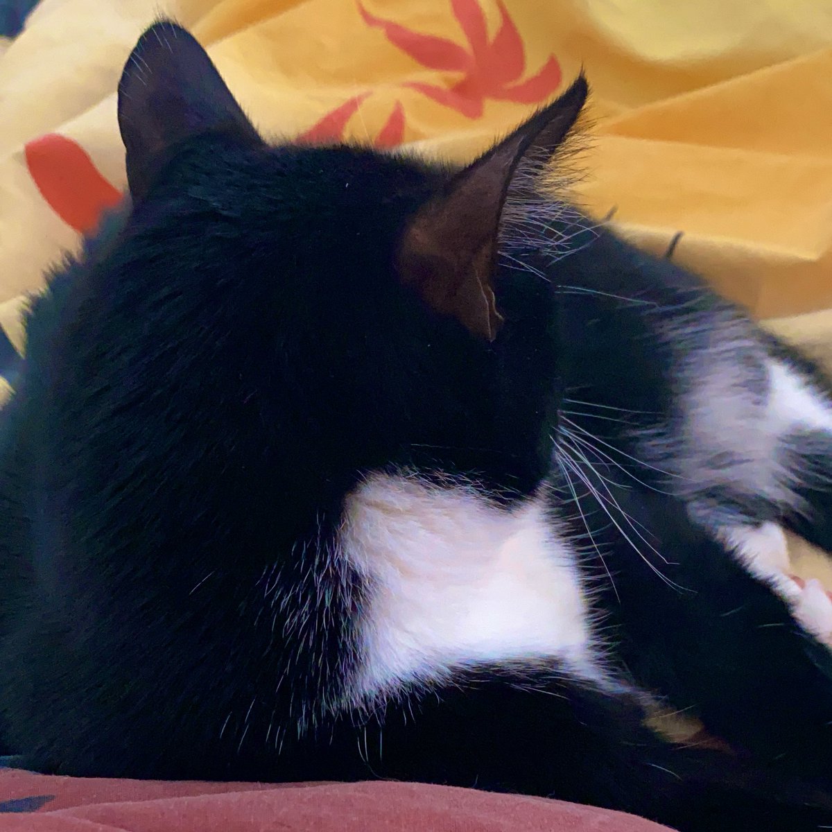 zwkaaccessories's tweet photo. Reasons why I can’t get out of bed....I have a cat on me therefore I cannot move.
#statementoftheday #MHHSBD #CatsOfTwitter #SundayMorning https://t.co/F8dpMeRntS