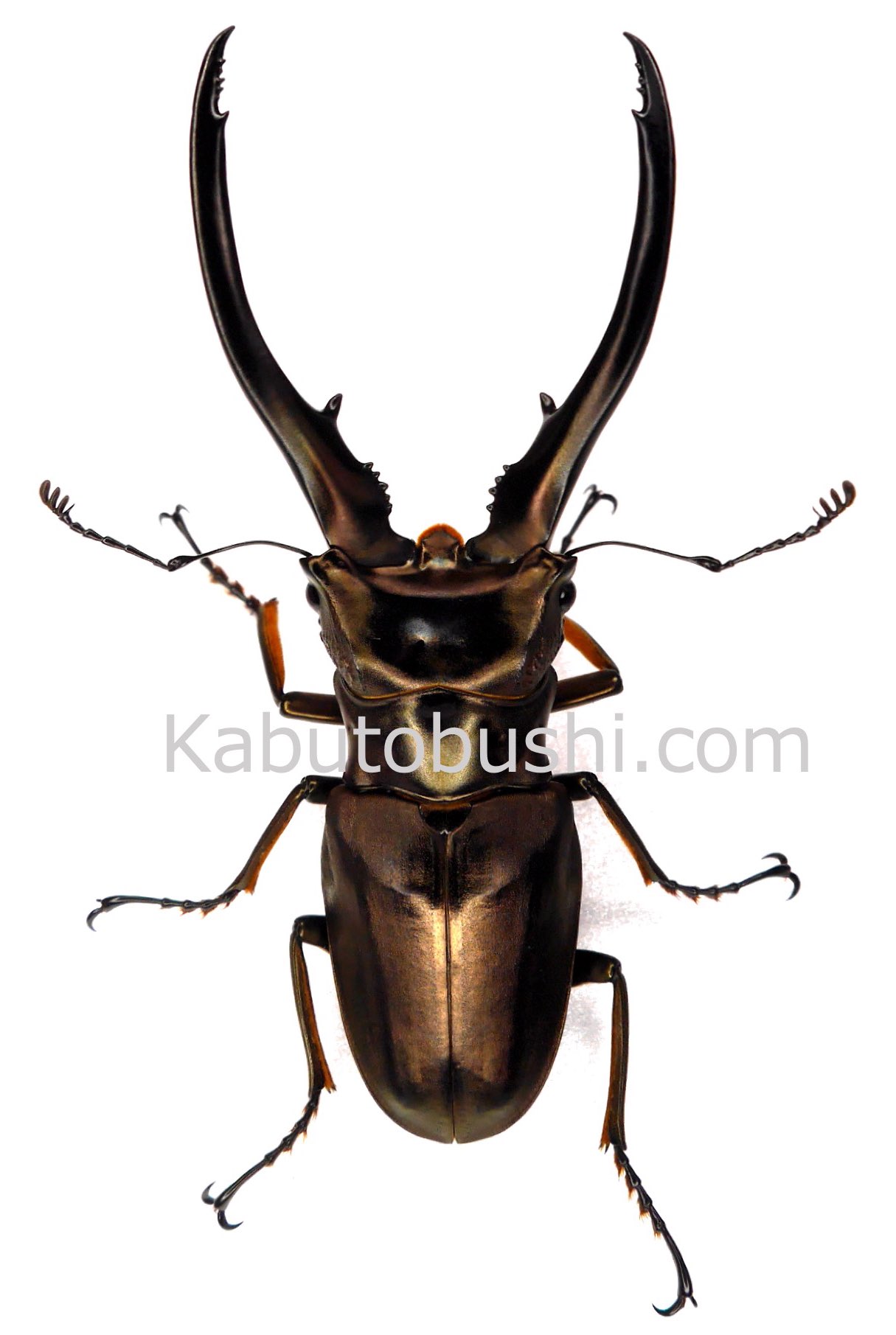 オリジナル カブトムシ様専用ページ ヴァイスシュヴァルツ - tomglen.com