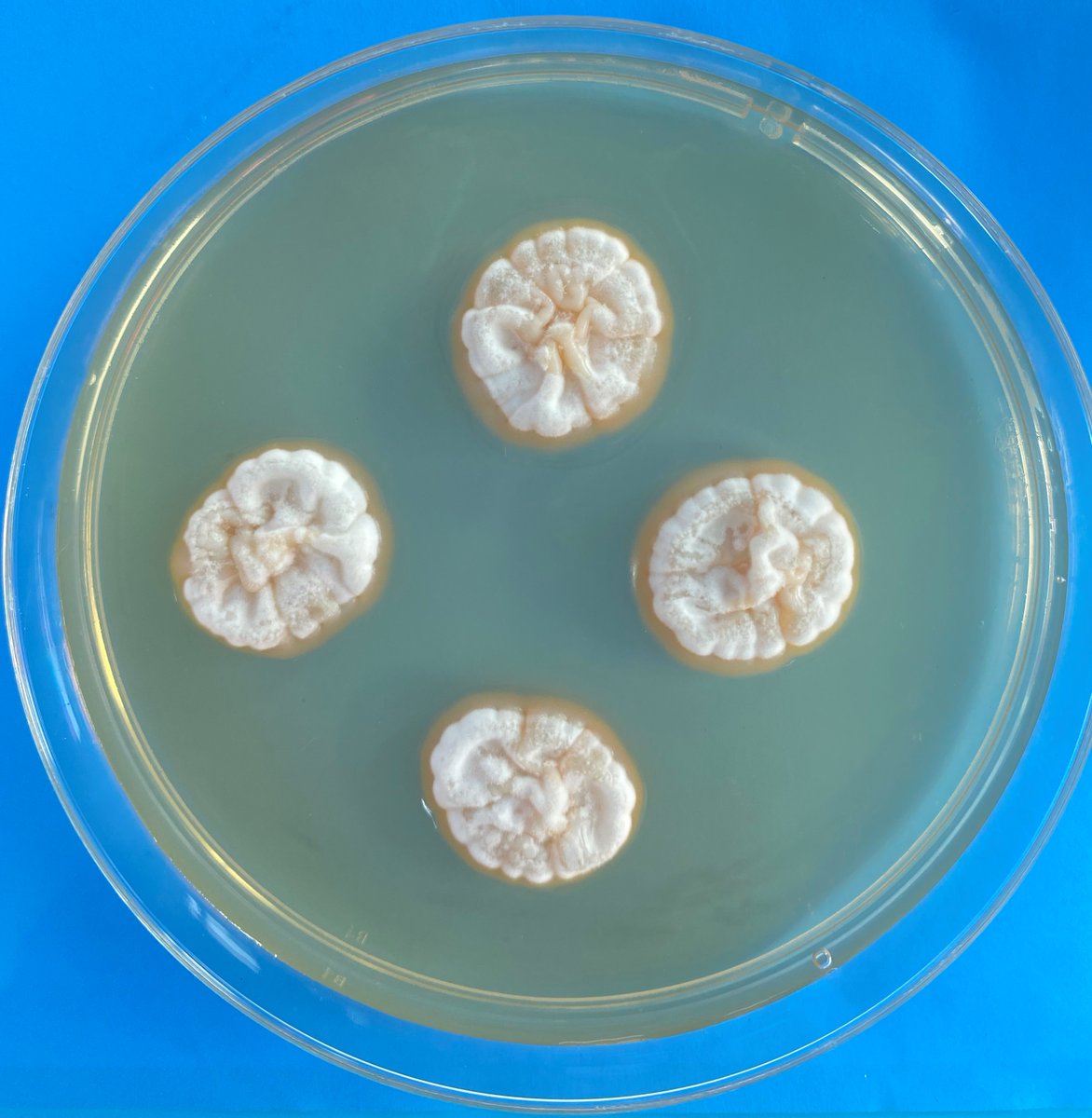xmsunxhp's tweet photo. Emergomyces pasteurianus https://t.co/MhZlAMNNdb