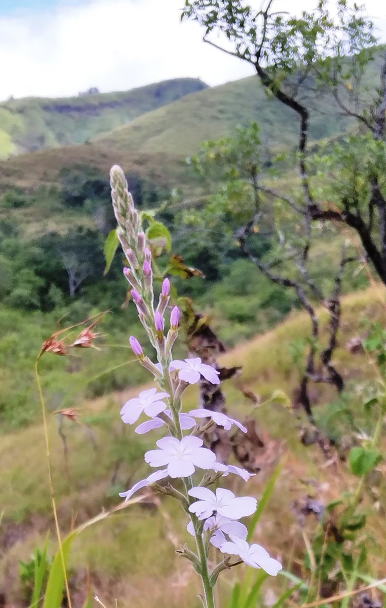 andrezdhenameda's tweet photo. Terkadang kita mengabaikan keindahan yang ada karena pandangan kita terlampau tertuju kepada kegersangan #MangulewaTheZenithOfFlores https://t.co/hLY0qnwe8s