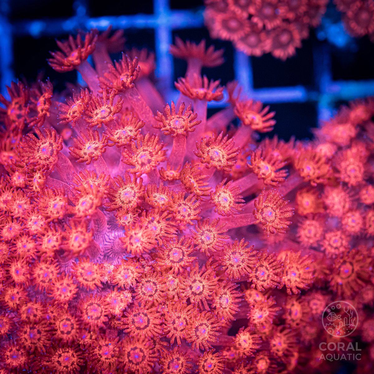 coralaquatic's tweet photo. Red Glitter Goniopora

#tropicmarin #polyplab #ecotechmarine #kessil  #kessilled  #corals #saltwateraquarium  #reeftank #coralaquatic #マリンアクアリウム #サンゴ #サンゴ水槽  #コーラルアクアティック https://t.co/GyifYJo6WL