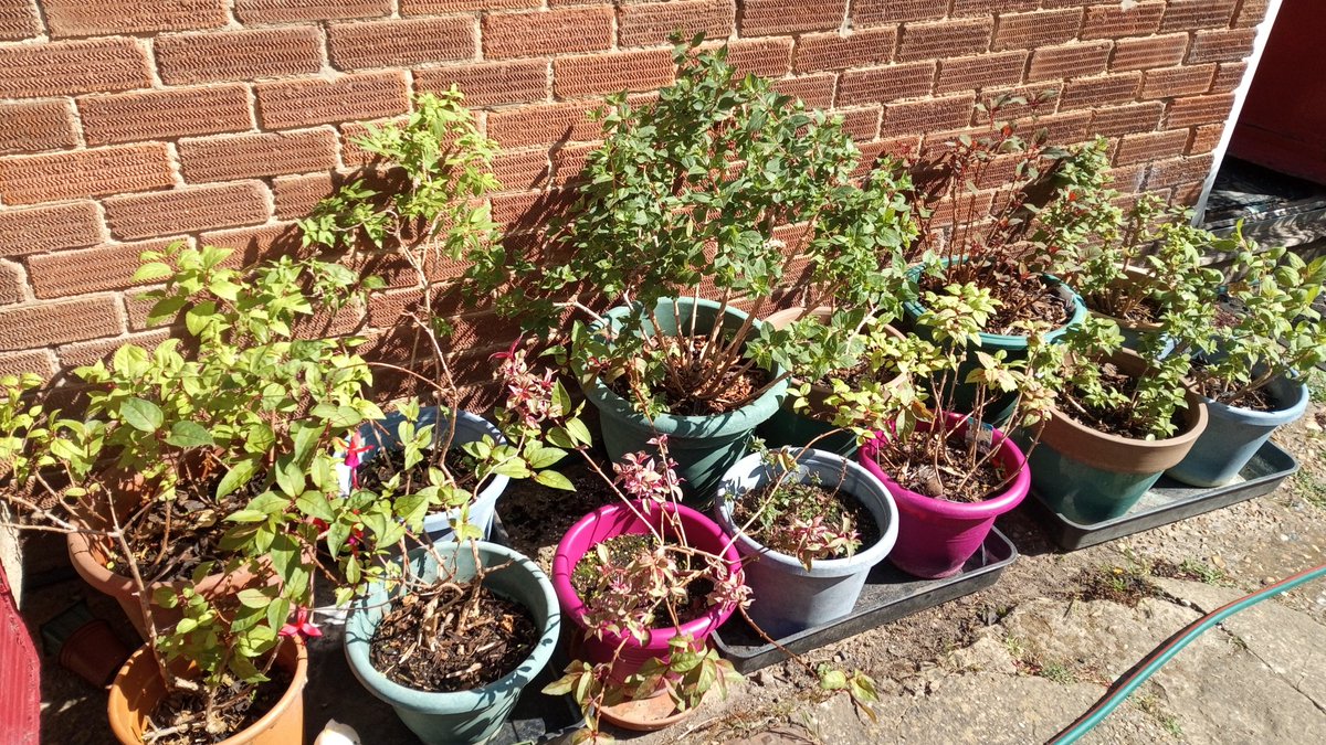 The fuchsias are Out!!! #gardening #SundayFunday  #Fuchsia