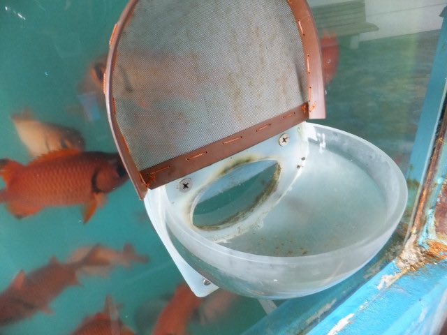 魚に餌やりのtwitterイラスト検索結果