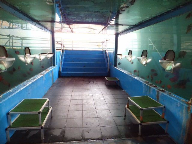 魚に餌やりのtwitterイラスト検索結果