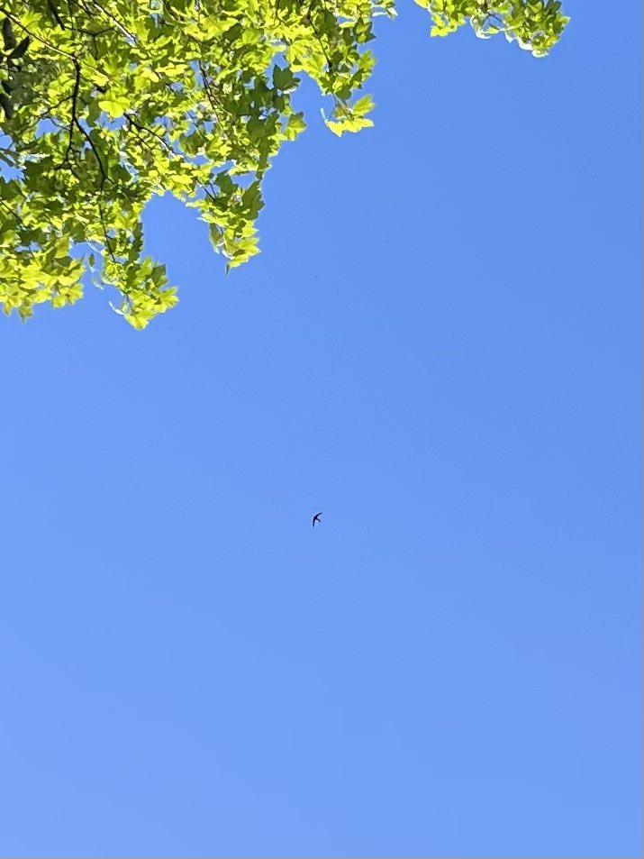 Three newly arrived swifts circling over N16. (Only one agreed to pose for a photo). <a href="/swifts_uk/">UKSwifts</a>